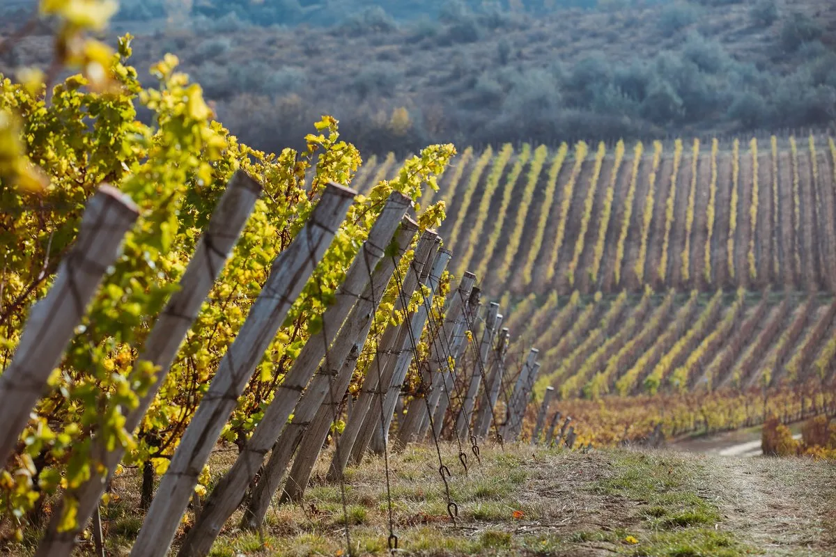 Moldovan vineyards